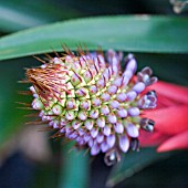 AECHMEA ORNATA