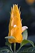 PACHYSTACHYS LUTEA