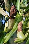 NEPENTHES,  (PITCHER PLANT)