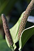 SPATHIPHYLLUM COCHLEARISPATHUM,  PEACE LILY