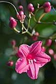 IPOMOEA HORSFALLIAE VAR. BRIGSII