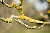 MAGNOLIA DENUDATA WITH LICHEN