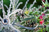 ECHIUM WILDPRETII