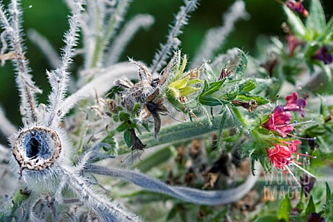 ECHIUM_WILDPRETII