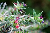 ECHIUM WILDPRETII