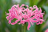 NERINE FLEXUOSA