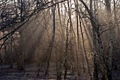 VIEW THROUGH TREES IN THE EARLY MORNING MIST,  SUTTON PARK