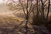 VIEW OF SUTTON PARK,  IN THE EARLY MORNING MIST