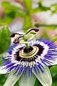 PASSIFLORA CAERULEA (AGM), (BLUE PASSION FLOWER)