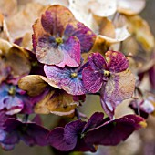 HYDRANGEA MACROPHYLLA HOLEHIRD PURPLE