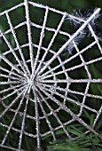 SILVER SPIDERS WEB CHRISTMAS DECORATION