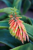 ALOE CILIARIS,  CLIMBING ALOE