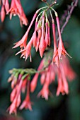 FUCHSIA TRIPHYLLA THALIA