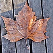 FROSTY LEAF