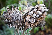 CYNARA CARDUNCULUS,  CARDOON