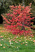 EUONYMUS ALATUS,  WINGED SPINDLE TREE