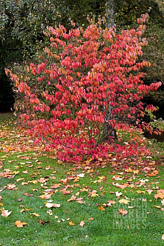 EUONYMUS_ALATUS__WINGED_SPINDLE_TREE