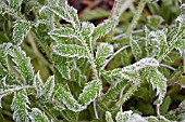 PAPAVER ORIENTALE LEAVES IN FROST