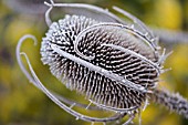 DIPSACUM FULLONUM,  TEASEL IN FROST