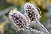 DIPSACUM FULLONUM,  TEASEL IN FROST