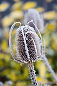 DIPSACUM FULLONUM,  TEASEL IN FROST