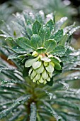 EUPHORBIA CHARACIAS SUBSP. WULFENII LAMBROOK GOLD