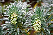 EUPHORBIA CHARACIAS SUBSP. WULFENII LAMBROOK GOLD