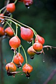 ROSA RUGOSA SCABROSA HIPS