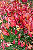 EUONYMUS ALATUS,  WINGED SPINDLE TREE