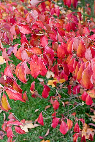 EUONYMUS_ALATUS__WINGED_SPINDLE_TREE