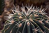 FEROCACTUS GLAUCESCENS