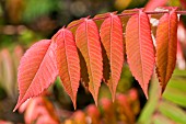 RHUS TYPHINA,  SUMACH