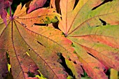 ACER PALMATUM LEAVES IN AUTUMN