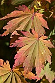 ACER PALMATUM LEAVES IN AUTUMN