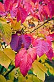 EUONYMUS ALATUS LEAVES IN AUTUMN