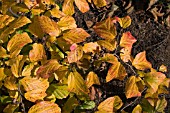 PARROTIA PERSICA LEAVES IN AUTUMN