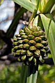 PANDANUS,  SCREW PINE,   MARCH