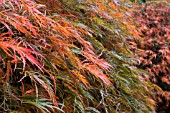 ACER PALMATUM DISSECTUM ATROPURPUREUM