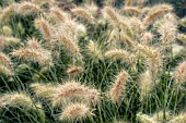 PENNISETUM VILLOSUM