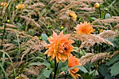 ORANGE DAHLIA IN ASSOCIATION WITH MISCANTHUS