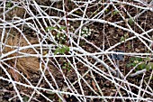 RUBUS BIFLORUS