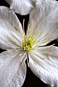 CLEMATIS MONTANA GRANDIFLORA