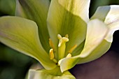 CLOSE UP OF GREEN TULIP,  MAY