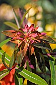 EUPHORBIA GRIFFITHII FIREGLOW