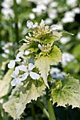 LUNARIA ALBA VARIEGATA,  HONESTY