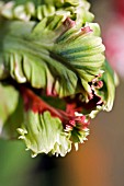 PARROT TULIP OPENING