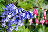 HYACINTHOIDES NON SCRIPTA AND DICENTRA SPECTABILIS