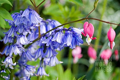 HYACINTHOIDES_NON_SCRIPTA_AND_DICENTRA_SPECTABILIS