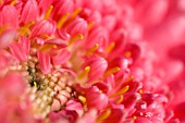 GERBERA CLOSE UP