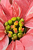 EUPHORBIA PULCHERRIMA HARLEQUIN,  POINSETTIA